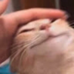 Meet your Posher, Lemonie